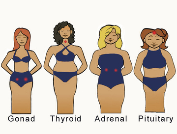 Women Body Types - Female Body Types