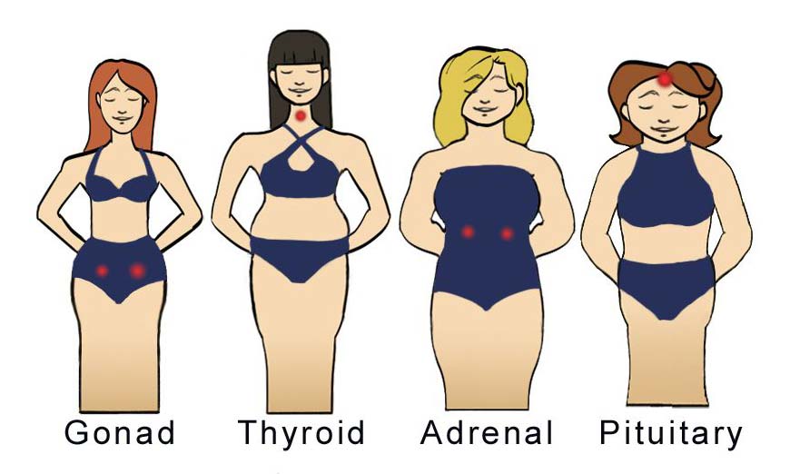 body types women